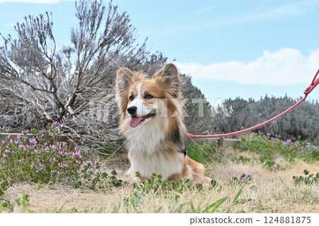 微笑的柯基犬在公園散步 124881875