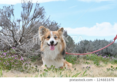 微笑的柯基犬在公園散步 微笑的柯基犬在公園散步 124881876
