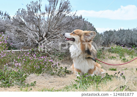 微笑的柯基犬在公園散步 微笑的柯基犬在公園散步 124881877