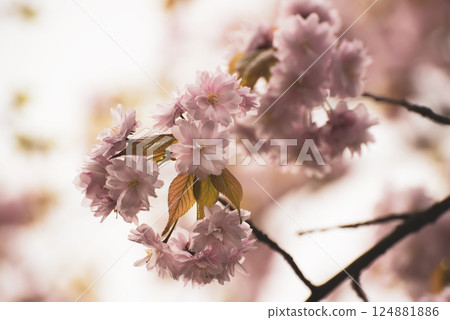 Sakura flowers blooming, spring seasonal Easter background 124881886