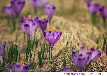 Spring crocus flowers, Easter background 124881939