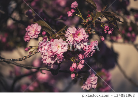 Sakura flowers blooming, spring seasonal Easter background Sakura flowers blooming, spring seasonal Easter background 124881968