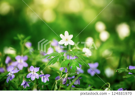 Viola reichenbachiana and white anemone. Common Violet. Small purple flowers in forest at spring 124881970
