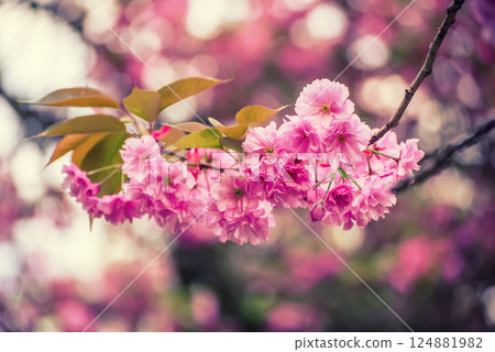 Sakura flowers blooming, spring seasonal Easter background Sakura flowers blooming, spring seasonal Easter background 124881982