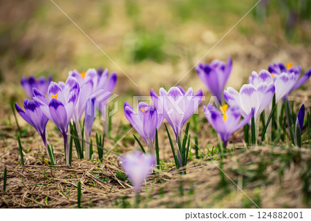 Spring crocus flowers in the grass, Easter seasonal background 124882001