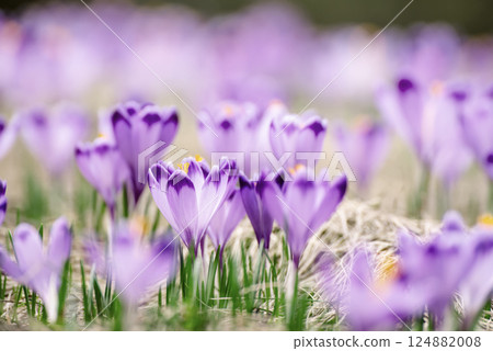 Spring crocus flowers in the grass, Easter seasonal background 124882008