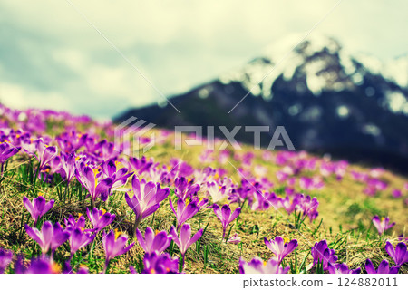 Dolina Chocholowska with blossoming purple crocuses or saffron flowers,Tatra mountains, Poland. 124882011