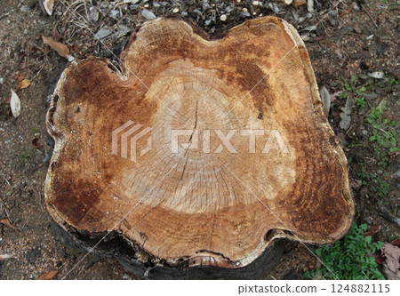 Tree rings that tell the long history of trees 124882115