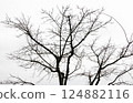 多雲的天空下，樹木開始發芽 124882116
