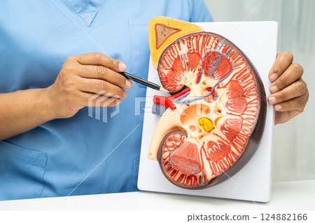 Kidney disease, Chronic kidney disease ckd, Doctor hold human model to treat and study in hospital. 124882166
