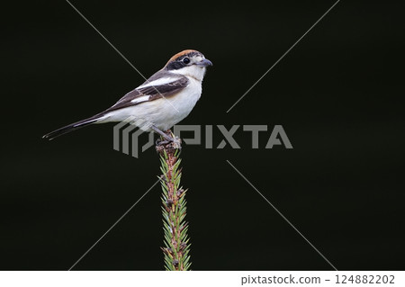 Wildlife-birds. The woodchat shrike (Lanius senator) bird belongs to the laniidae family. Shrub open fields and hedges on the edges of these fields are their habitats. They usually feed on insects. 124882202