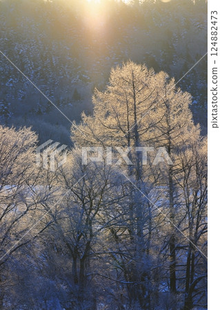 冰雪覆蓋的樹木和太陽柱在清晨的陽光下閃閃發光 124882473
