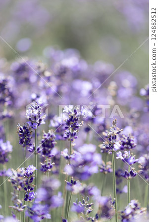 Lavender at Tambara Lavender Park Lavender at Tambara Lavender Park 124882512