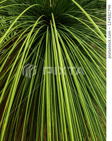 Mexican Grass Tree Dasylirion longissimum 124882746