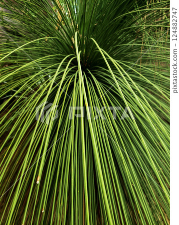 Mexican Grass Tree Dasylirion longissimum 124882747