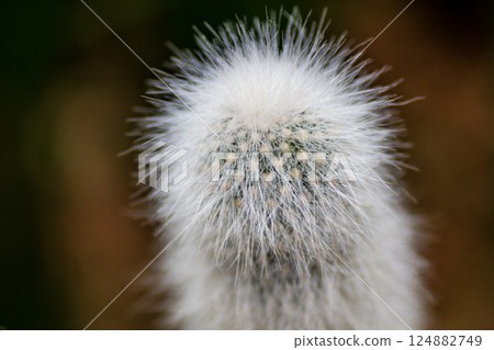 Silver Torch Cactus Cleistocactus starusii Silver Torch Cactus Cleistocactus starusii 124882749