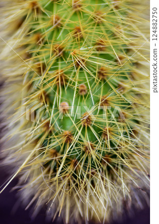 View of a Cactus Cleisotocactus samaipatanus 124882750