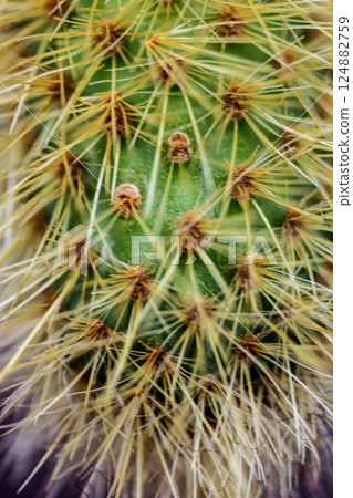 View of a Cactus Cleisotocactus samaipatanus View of a Cactus Cleisotocactus samaipatanus 124882759