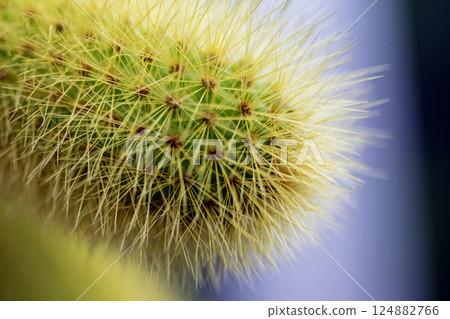 View of a Cactus Cleisotocactus samaipatanus View of a Cactus Cleisotocactus samaipatanus 124882766