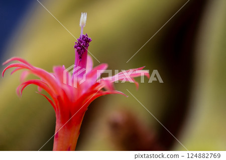 View of a Cactus Cleisotocactus samaipatanus Flower 124882769