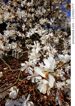 Magnolia Tree in Bloom, Inniswood Metro Gardens, Westerville, Ohio 124882777