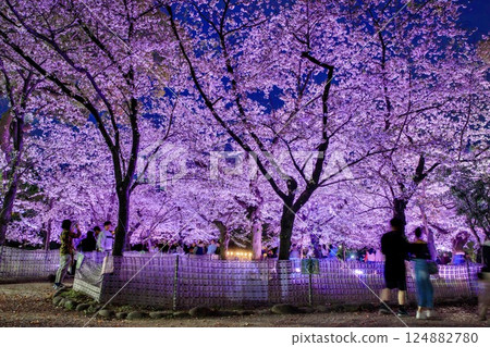 Cherry blossoms at night in Tsuruma Park, Nagoya 124882780
