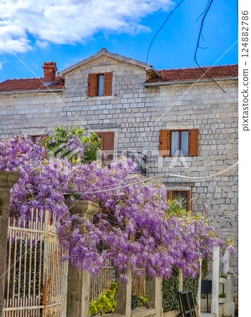Wisteria Bloom in Perast, Montenegro 124882786