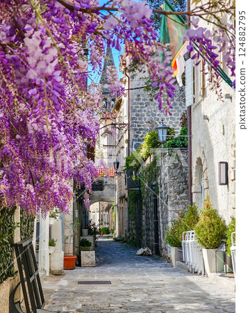 Wisteria Bloom in Perast, Montenegro 124882795