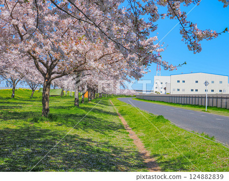 Cherry blossom Cherry blossom 124882839