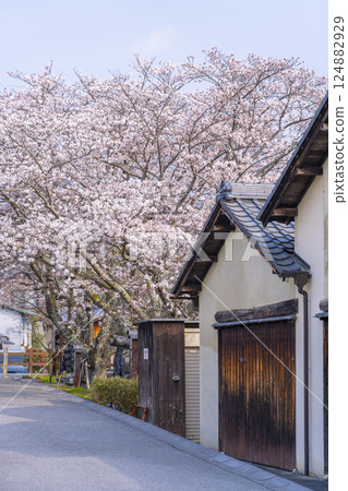 櫻花盛開：河原博物館的窯爐（滋賀縣近江八幡市） 124882929
