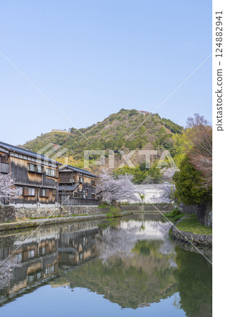 Omihachiman - Cherry blossoms of Mount Hachiman reflected in the Hachimanbori moat 124882941