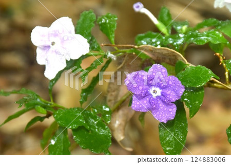 Brunfelsia uniflora purple flower with drop of water blooming from branch in garden on summer Brunfelsia uniflora purple flower with drop of water blooming from branch in garden on summer 124883006