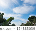 Coconut Palm tree and fir tree with blue cloudy sky,beautiful tropical background 124883039