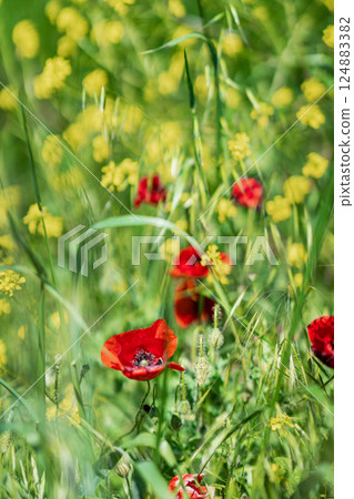 Blooming red poppies among green grass and yellow wildflowers in springtime meadow. Natural background of vibrant nature details and seasonal flora in full bloom Blooming red poppies among green grass and yellow wildflowers in springtime meadow. Natural background of vibrant nature details and seasonal flora in full bloom 124883382