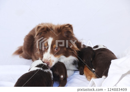 A brown and white dog is laying on a bed with two other dogs A brown and white dog is laying on a bed with two other dogs 124883409