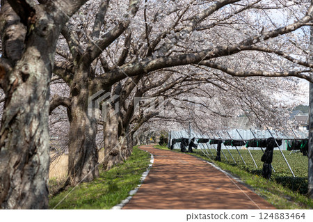 京都府宇治田原町的櫻花樹 124883464