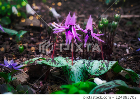 Dogtooth violets blooming on the moist mountain slopes 124883702
