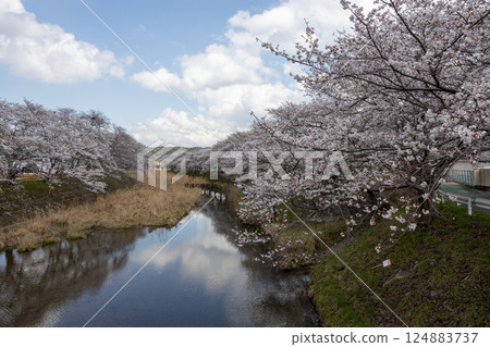 Cherry blossom trees and river in Ujitawara Town, Kyoto Prefecture 124883737