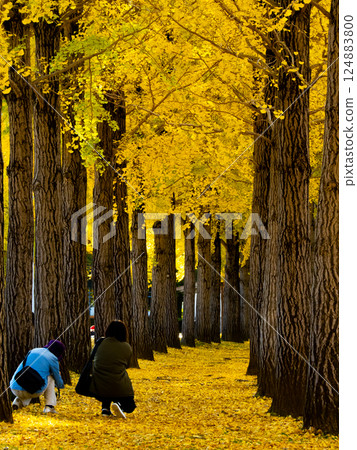 Ginkgo aki Ginkgo aki 124883800