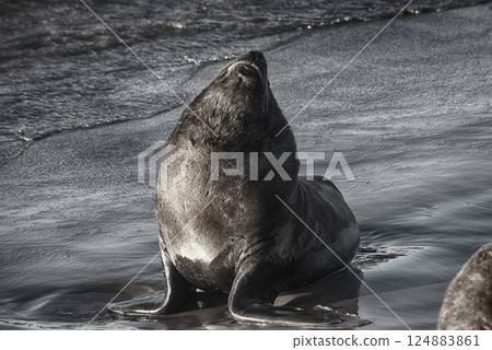 sea lion resting on the seashore , in Mar del Plata , Buenos Aires , Argentina 124883861