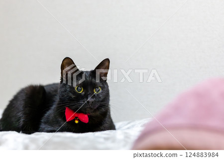 黑貓 124883984