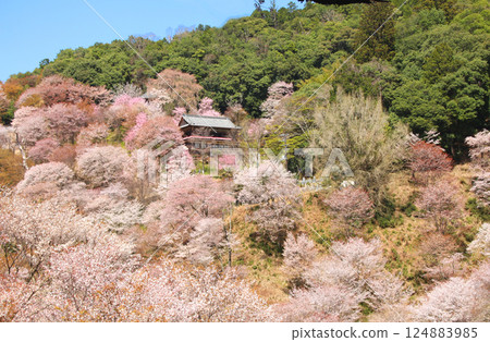 世界遺產吉野大峰的櫻花盛開 124883985