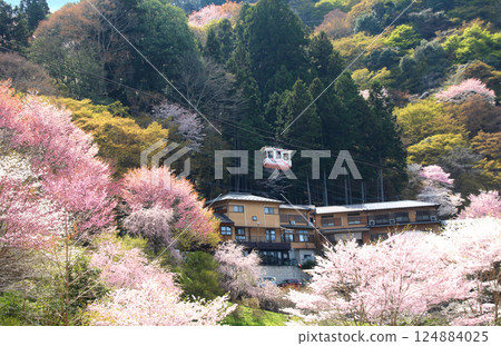 World Heritage Site: Cherry blossoms in full bloom at Mount Yoshino and the cable car World Heritage Site: Cherry blossoms in full bloom at Mount Yoshino and the cable car 124884025