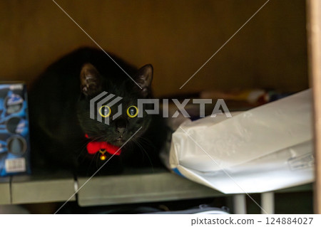 黑貓 124884027