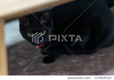 黑貓 黑貓 124884028