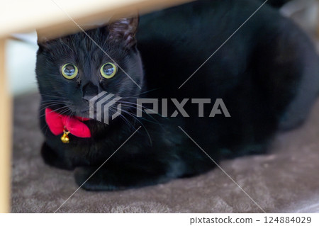 黑貓 124884029