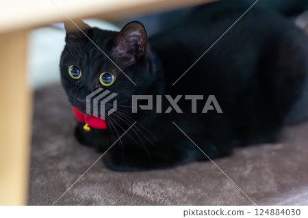 黑貓 黑貓 124884030