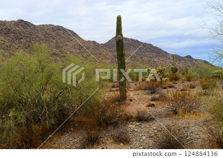 San Tan Mountains Sonora Desert Arizona San Tan Mountains Sonora Desert Arizona 124884136