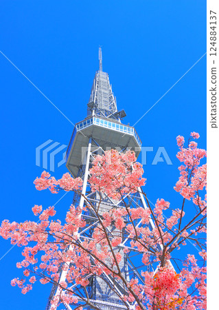 愛知縣名古屋市河津櫻花和名古屋電視塔的風景 愛知縣名古屋市河津櫻花和名古屋電視塔的風景 124884137