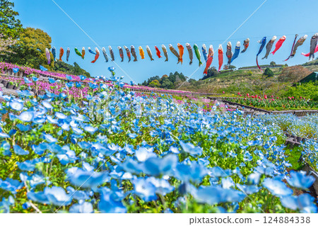 Nemophila、苔蘚福祿考、鬱金香和鯉魚旗（靜岡縣御前崎市） 124884338